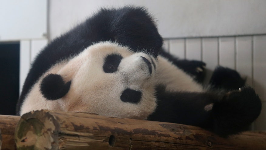 Shin Shin rests at Ueno Zoo.jpg